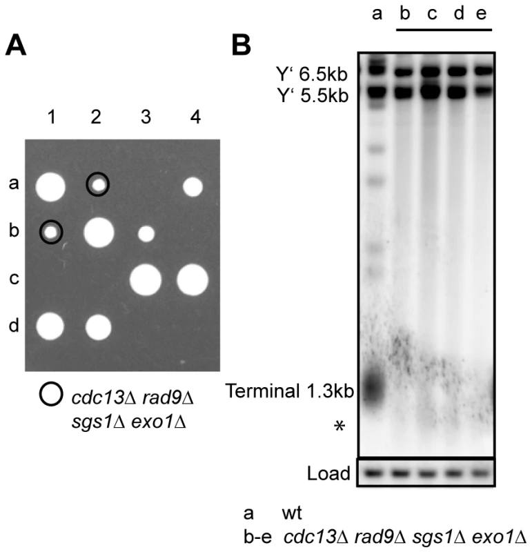 Cdc13 is dispensable for cell viability in the absence of Sgs1, Exo1, and Rad9.