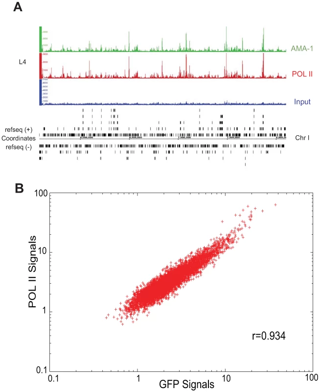 Binding patterns of GFP-tagged AMA-1 are highly similar to that of native AMA-1.