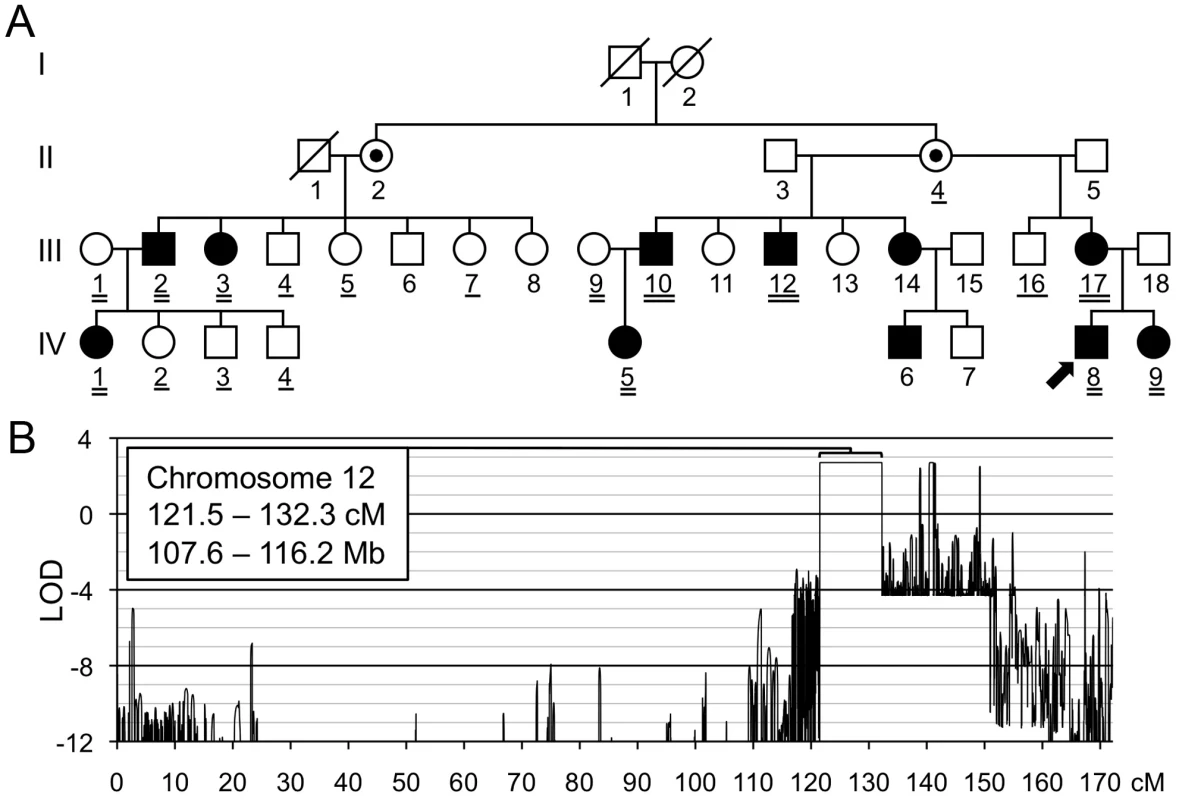 Linkage mapping of metachondromatosis to chromosome 12q.