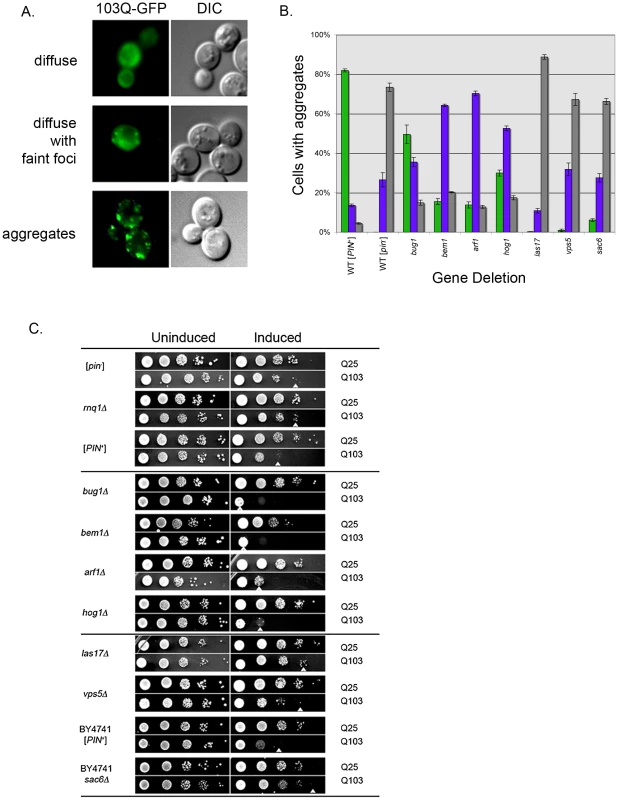 Aggregation and toxicity of 103Q in deletion strains.