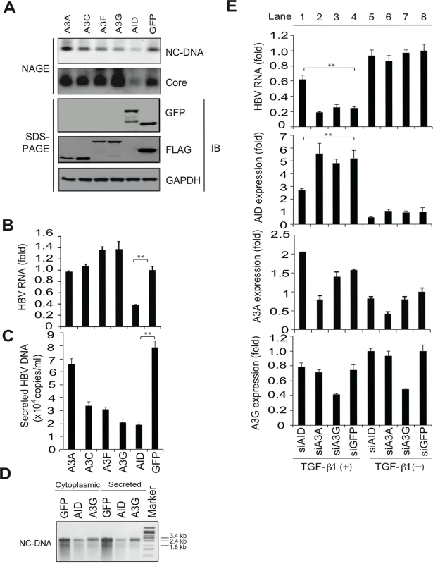 AID is responsible for TGF-β1-mediated reduction of HBV transcripts.