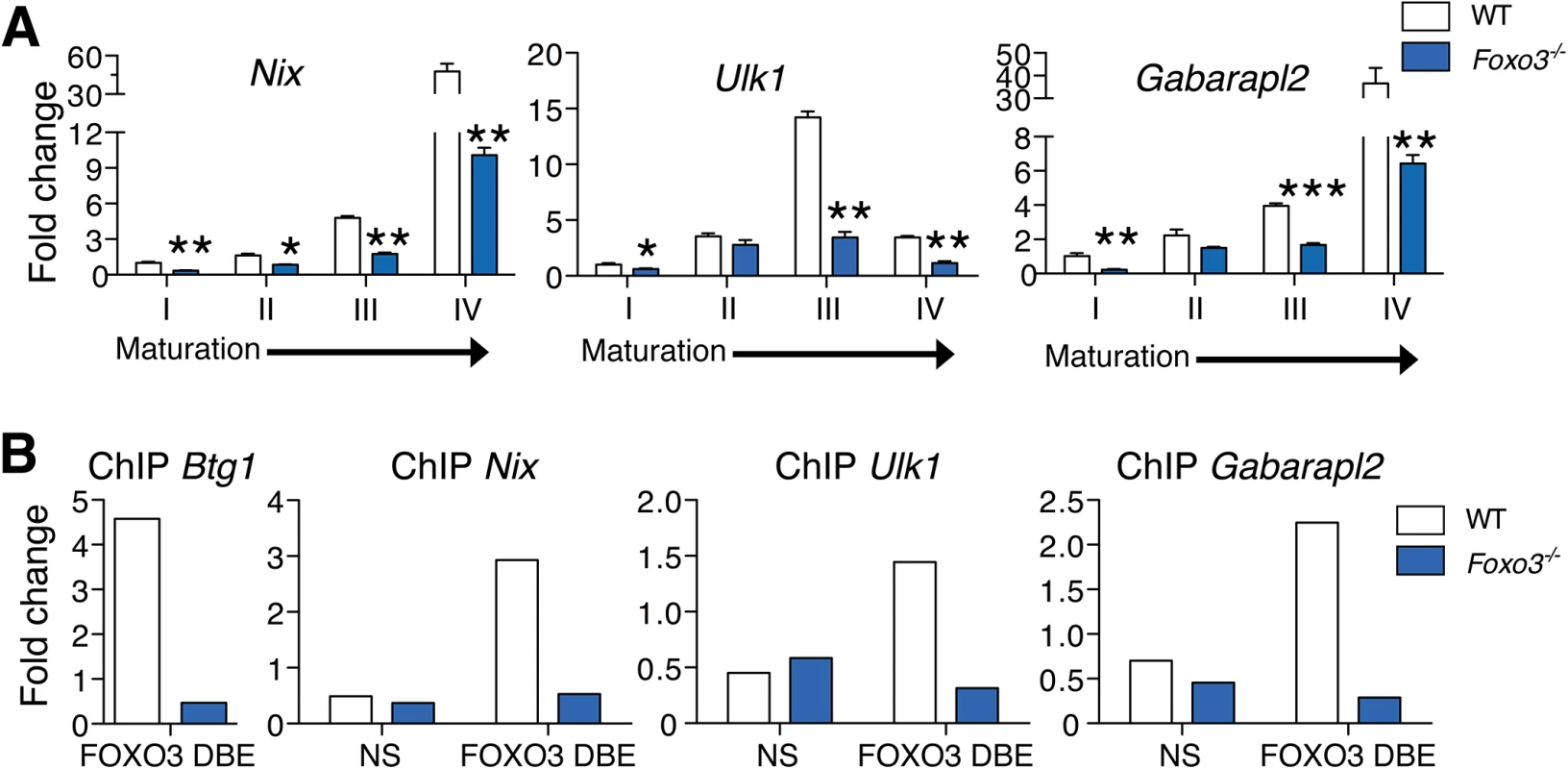 FOXO3 regulates expression of autophagy and mitochondrial removal related genes in erythroblasts.
