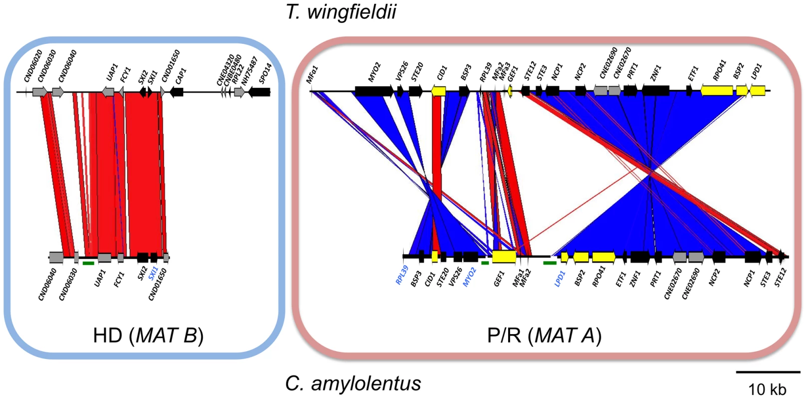 Synteny analysis of <i>MAT</i> sequences from <i>T. wingfieldii</i> and <i>C. amylolentus</i>.