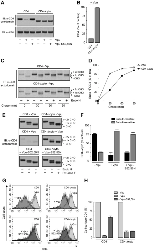 Deletion of CD4 cytosolic tail prevents degradation but not ER retention induced by Vpu.