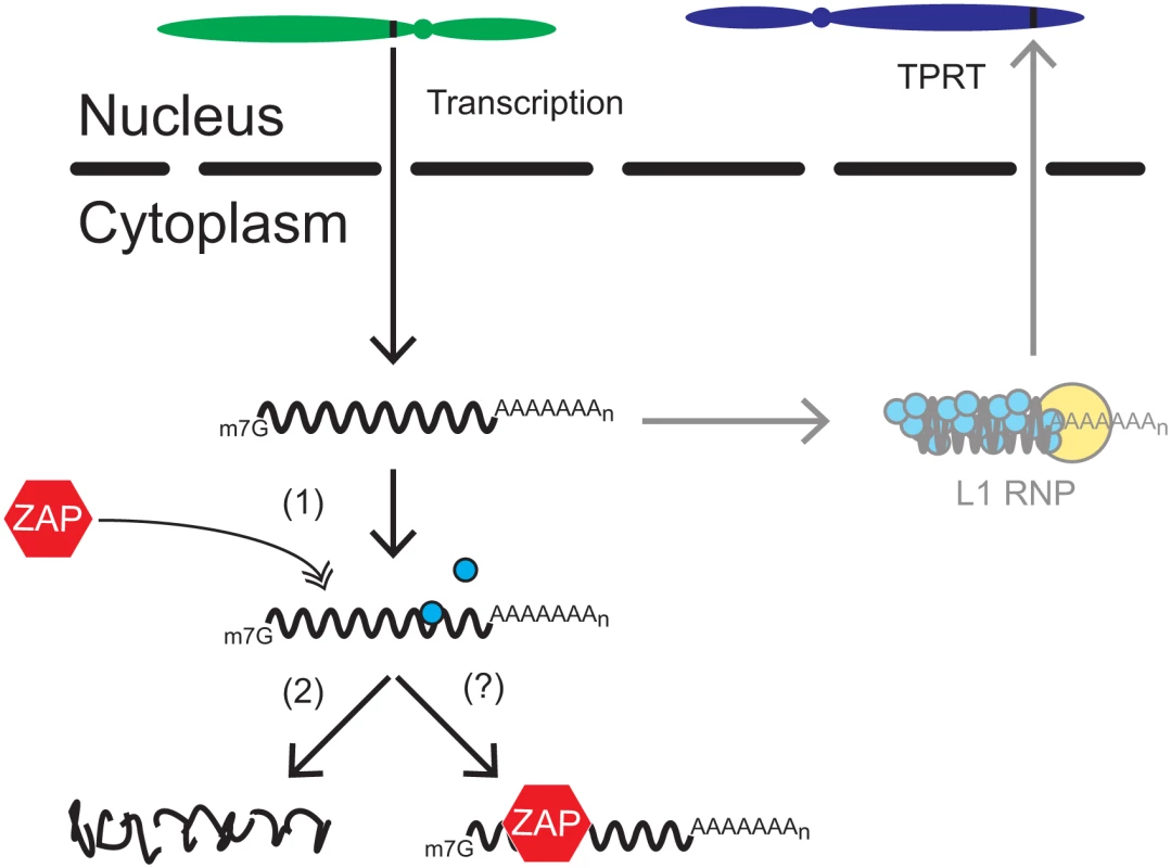 A working model for how ZAP restricts L1 retrotransposition.