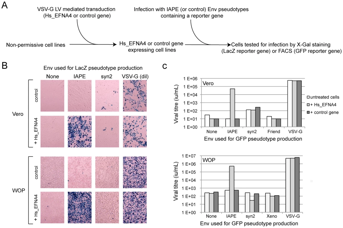 Expression of EFNA4 is sufficient to render cells susceptible to infection by IAPE Env pseudotypes.