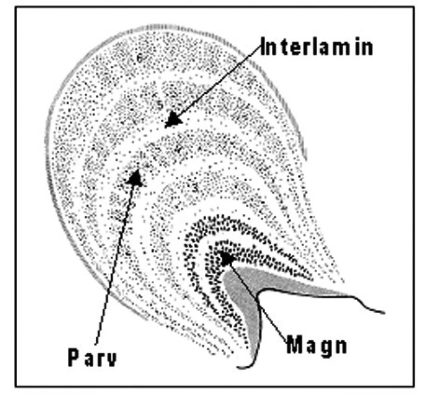Schéma corpus geniculatum laterale (CGL)
Ventrální dvě vrsty jsou magnocelulární, dorzální čtyři vrstvy parvocelulární, mezi nimi jsou interkalární vrstvy.