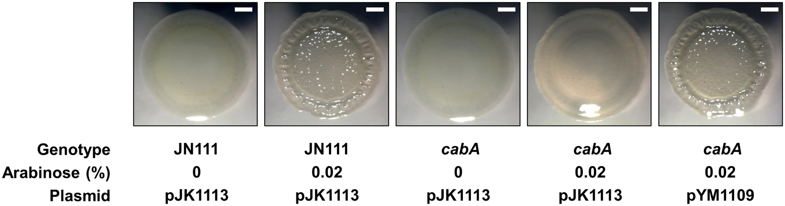 Effects of the <i>cabA</i> mutation on colony morphology.