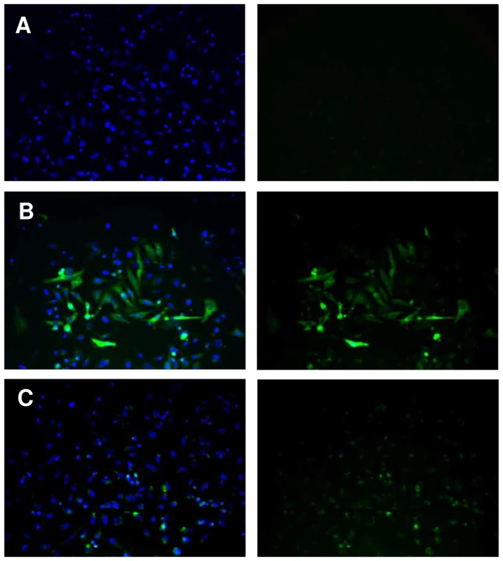 Expression of EGFP under control of the <i>Sm</i>PoMuc group 3.1(r1–r2) promoter in HeLa cells.