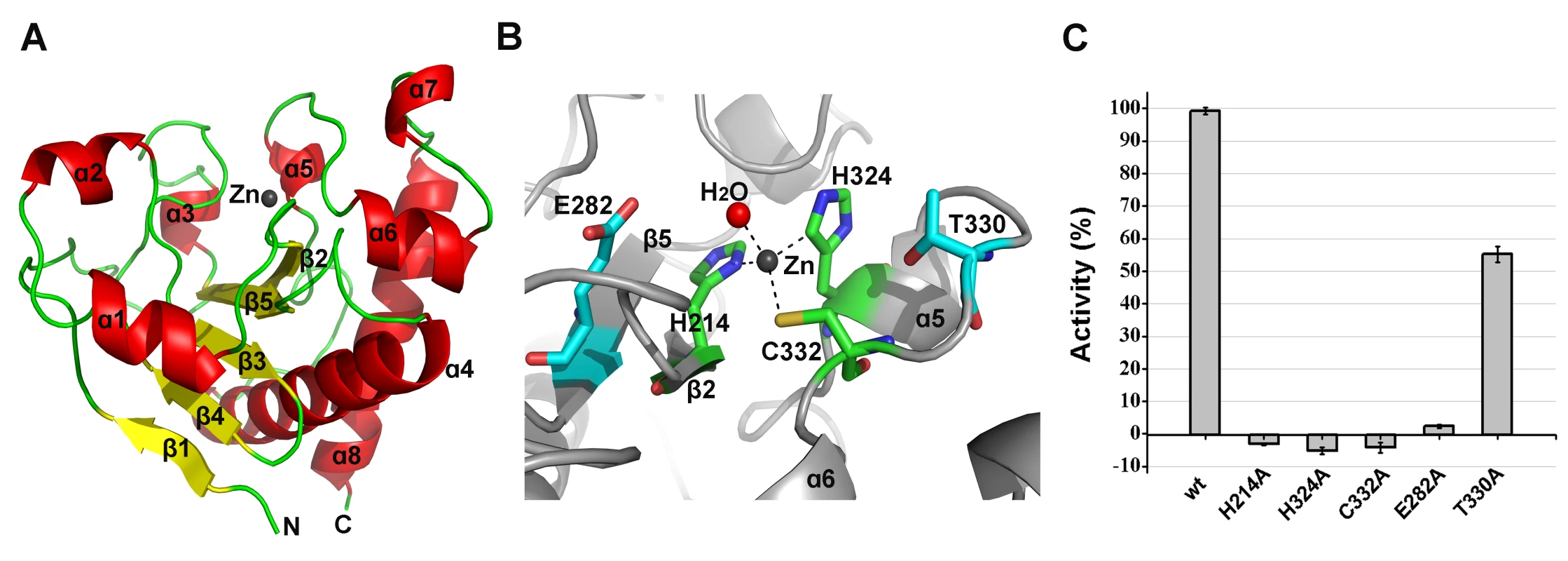 Structural and functional analysis of the LysGH15 amidase-2 domain.