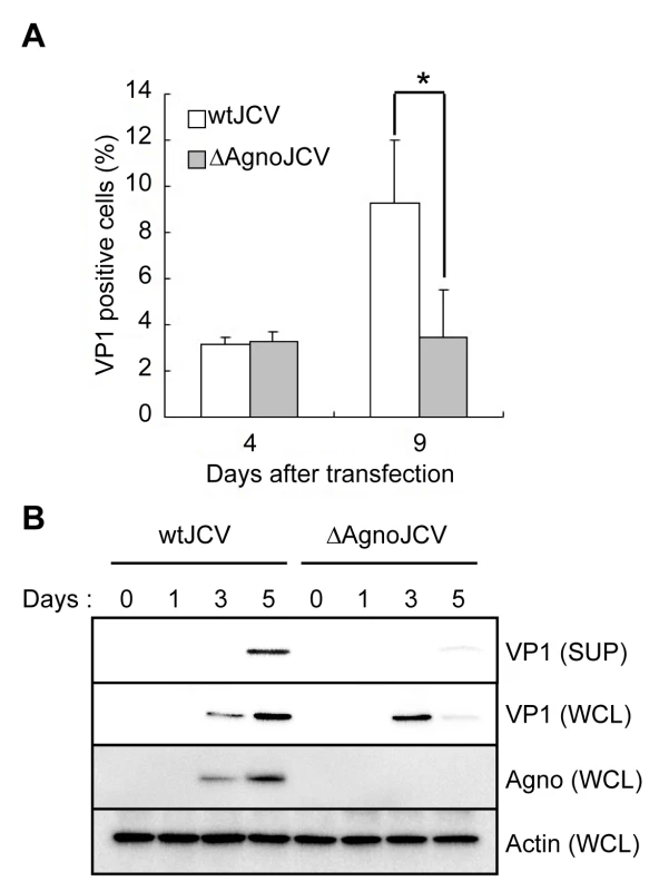 Agnoprotein facilitates virion release and enhances viral propagation.