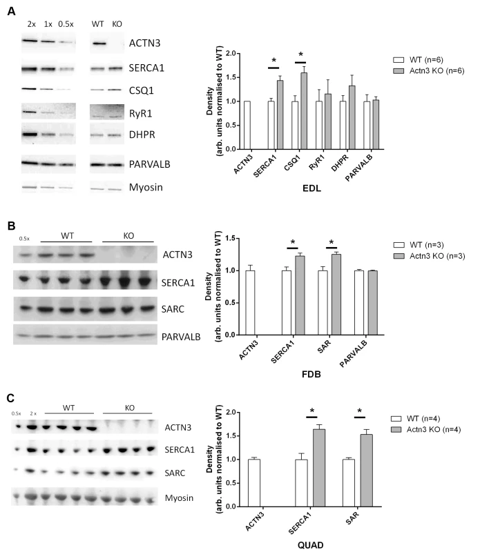 Expression of major Ca<sup>2+</sup>-handling proteins in muscles of WT and <i>Actn3</i> KO mice.