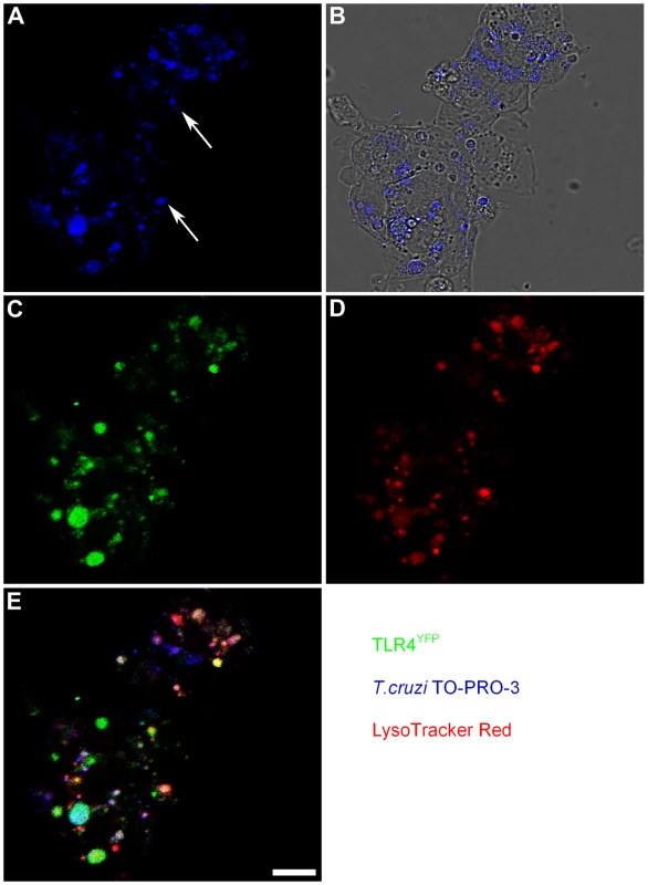 TLR4 is associated with <i>T. cruzi</i> that entered lysosomal compartments.