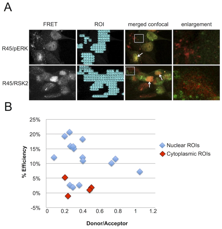 FRET analysis of RRV infected RhF reveals R45 in close proximity to both pERK2 and pRSK2 within the nuclei, but not the cytoplasm.
