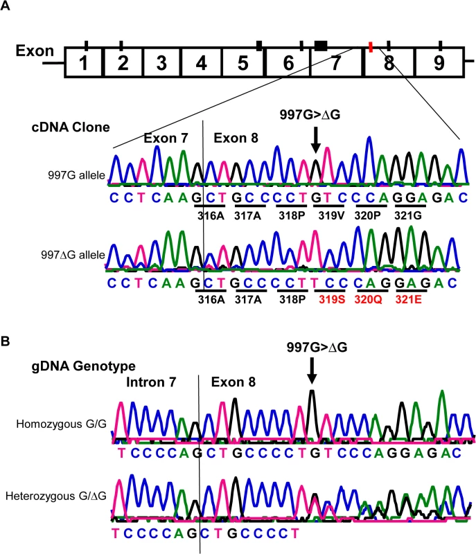 Detection of a rare <i>CD177</i> nucleotide deletion mutation.