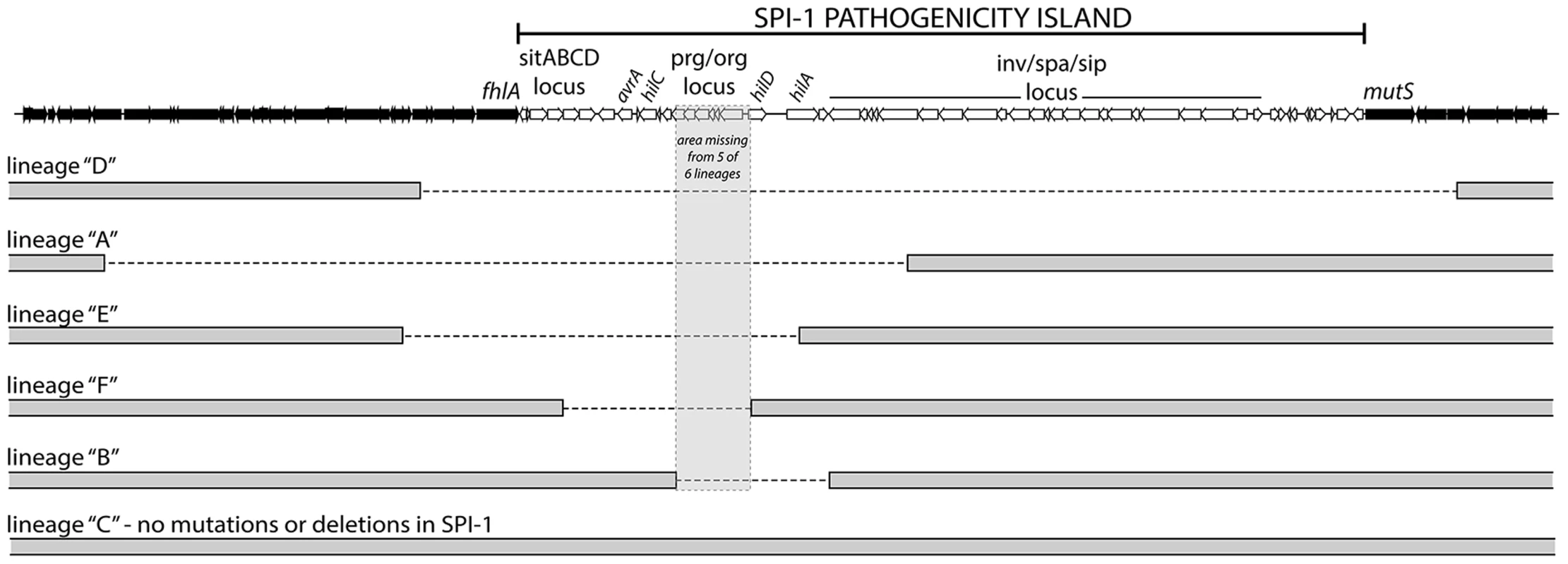 <i>S.</i> Typhimurium <i>hns</i> mutant lineages acquired large chromosomal deletions in the SPI-1 invasion locus.