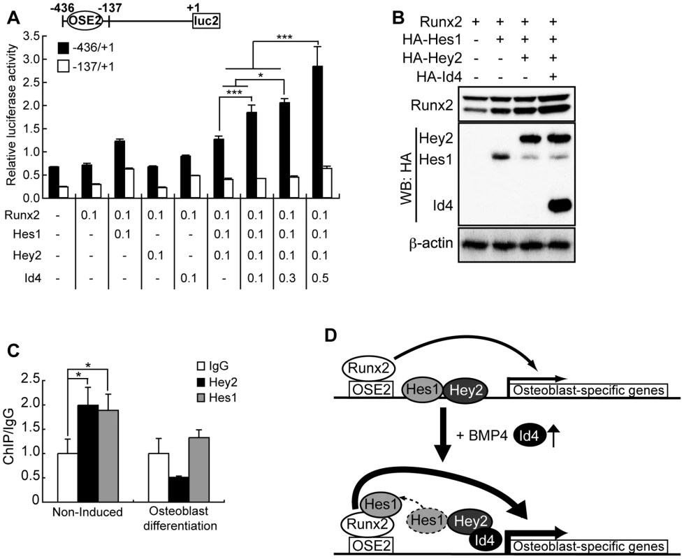 Id4 enhanced Runx2 transcriptional activity through stabilization of Runx2 protein.