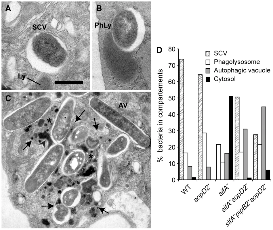 Morphological appearance of <i>Salmonella</i> vacuoles.