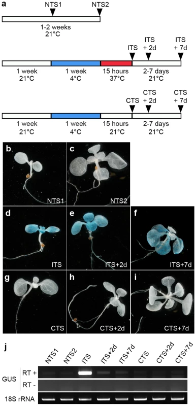 The ITS-induced release of transcriptional silencing is transient.