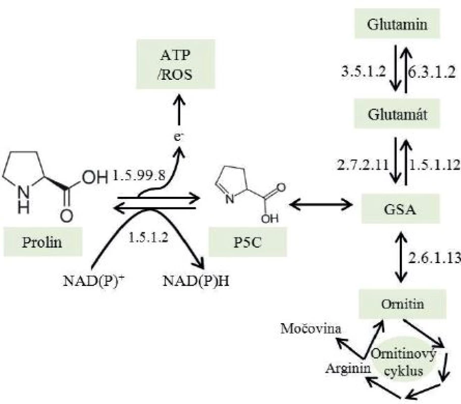 Metabolická dráha oxidace prolinu na glutamát a jeho další konverze na glutamin (převzato z Natarajan et al. a volně přepracováno) P5C – 1-pyrolin 5-karboxylát; 1.5.99.8 – prolin dehydrogenáza/oxidáza; 1.5.1.2 – P5C reduktáza; GSA – glutamyl- gama-semialdehyd; 2.7.2.11 – P5C syntáza; 1.5.1.12 – P5C dehydrogenáza; 3.5.1.2 – glutamináza; 6.3.1.2 – glutamin syntáza; 2.6.1.13 – orninit aminotransferáza