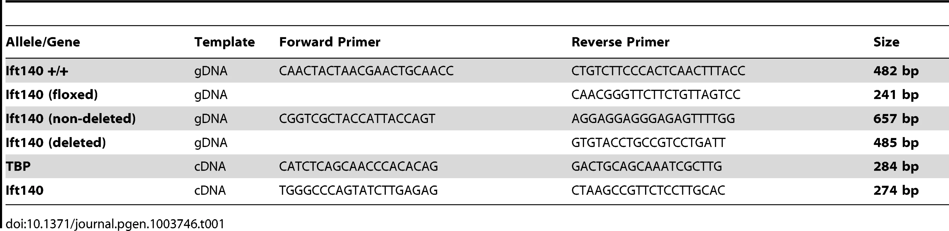Oligonucleotide primers used in PCR.