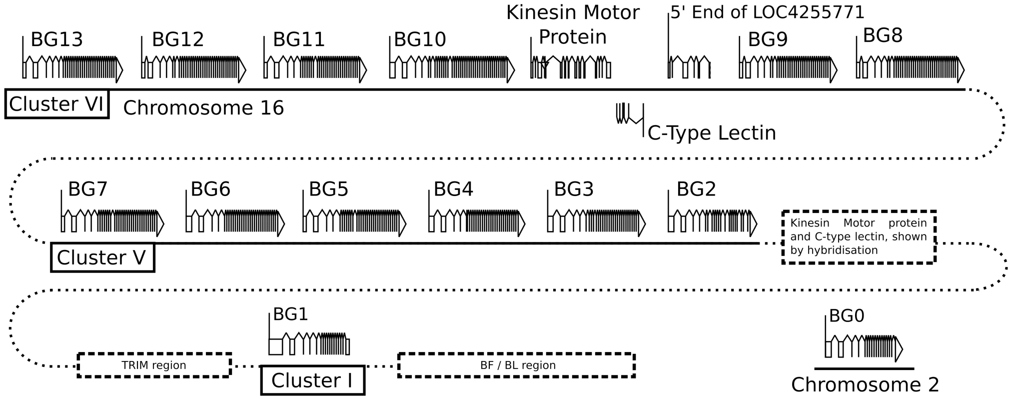 Fourteen BG genes of the B12 haplotype are present as two singletons (BG0 on chromosome 2, and BG1 in the BF-BL region or classical MHC on chromosome 16) and a cluster of twelve genes in the BG region on chromosome 16 (BG2-BG13, all in the same transcriptional orientation but separated into clusters V and VI by a region containing a kinesin motor protein gene, a C-type lectin gene, and an unassigned gene called LOC4255771).