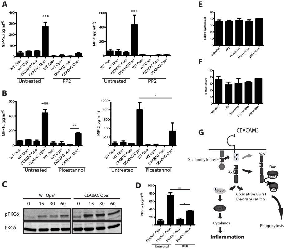 CEACAM3 signaling is required for the PMN cytokine response to <i>N. gonorrhoeae</i>.