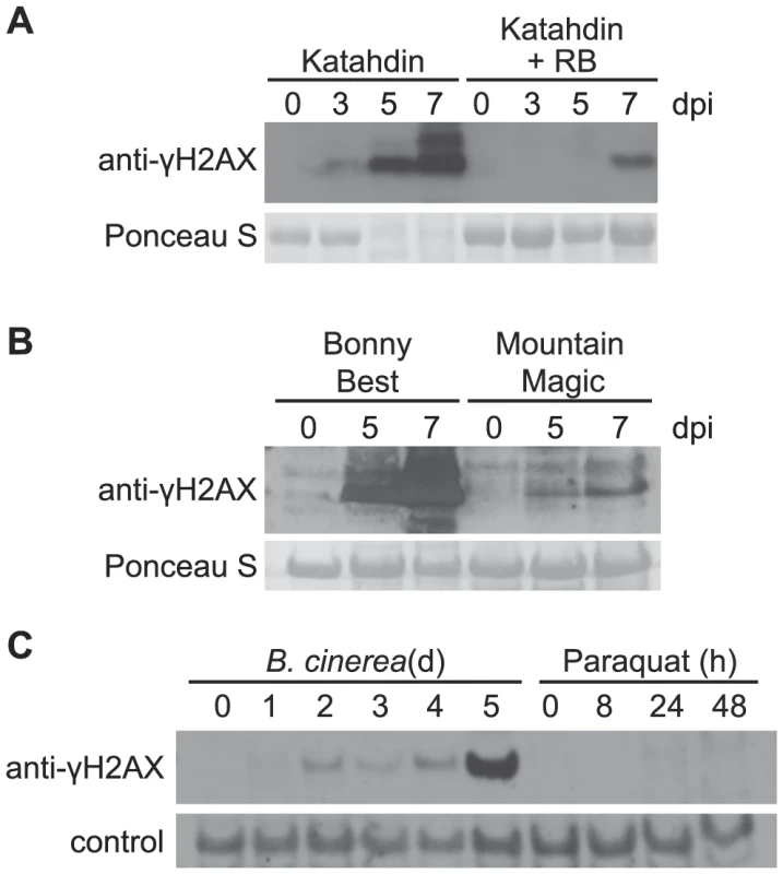 Accumulation of γ-H2AX induced by oomycete and fungal pathogens but not paraquat.