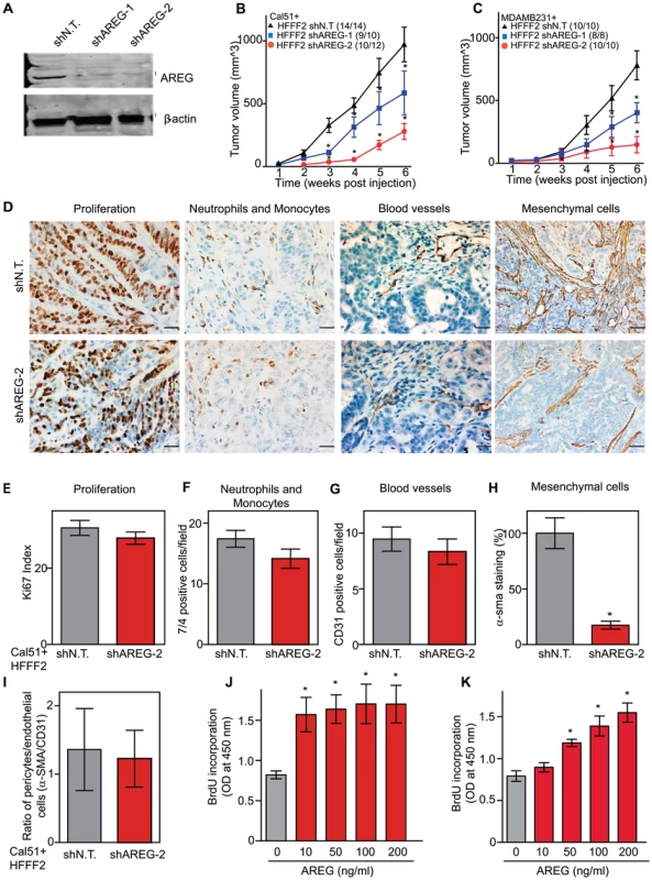 Suppressing amphiregulin expression in tumor-supportive fibroblasts reduces tumorigenicity and amount of mesenchymal cells.