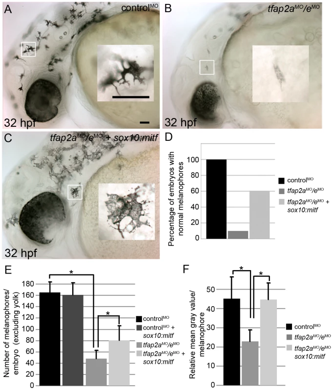Melanophore differentiation in <i>tfap2a/e</i> doubly-deficient embryos is partially restored by forced expression of <i>mitfa</i>.
