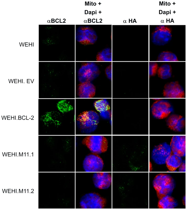 Host Bcl-2 or viral Bcl-2 (M11) expressed by transduced WEHI-231 B cell lines localize to mitochondria.