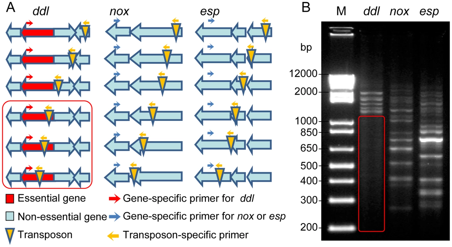 Footprinting analysis of the transposon mutant library.