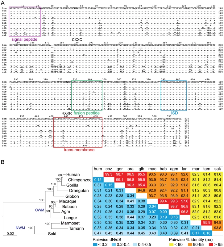 Sequence conservation and purifying selection of the <i>envV2</i> gene in primates.