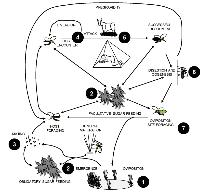 Life cycle components of malaria vector mosquitoes and corresponding examples of targets for novel intervention strategies.