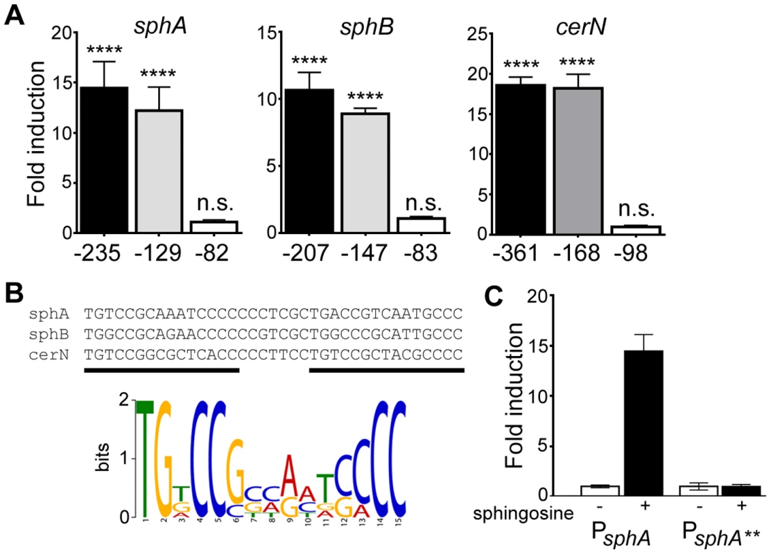 Determination of the probable SphR binding site from SphR-regulated promoters.