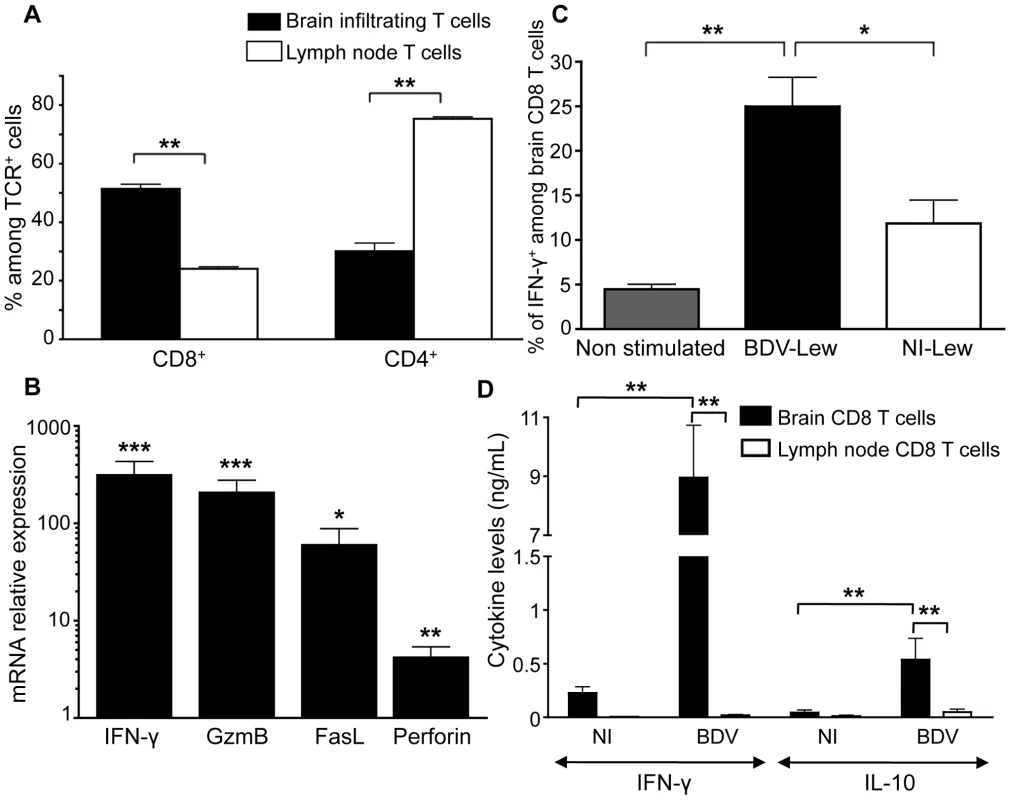 Characteristics of brain-purified CD8 T cells from BDV-infected rats.