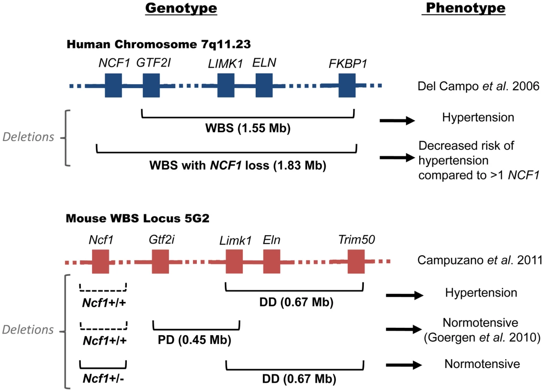 Genotype and phenotype of human and murine Williams-Beuren Syndrome.