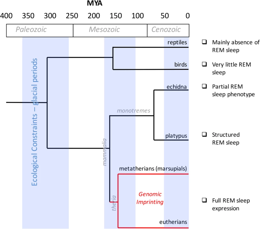 Evolution of REM sleep and genomic imprinting.
