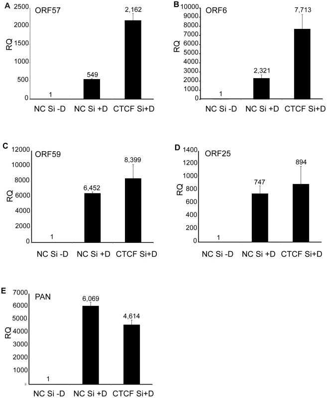Effect of CTCF depletion on KSHV lytic cycle gene expression.
