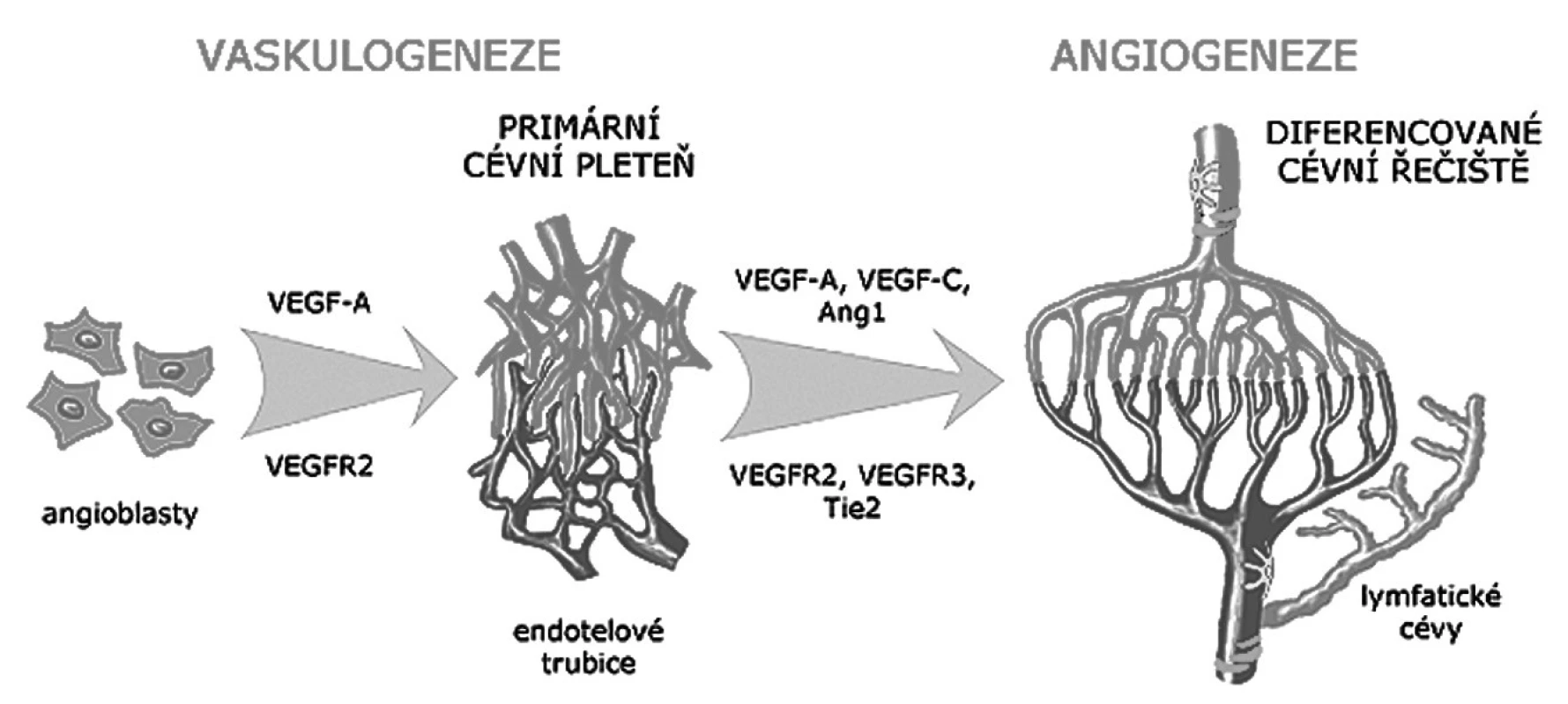 Schéma vývoje krevních a lymfatických cév
Primární cévní pleteně vznikají procesem vaskulogeneze z angioblastů pod vlivem růstového faktoru VEGF. Termínem angiogeneze je označován vznik diferencovaného řečiště remodelací a růstem primárních pletení. Ve stěně větších cév se objevují pericyty a hladké svalové buňky. Lymfatické cévy vznikají většinou pučením z venózního endotelu. Zkratky jsou vysvětleny v textu článku.