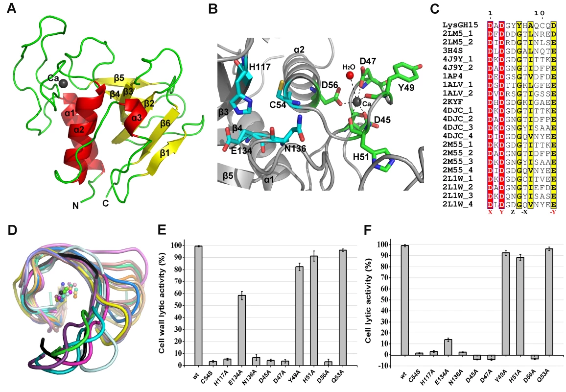 Structural and functional analysis of the LysGH15 CHAP domain.