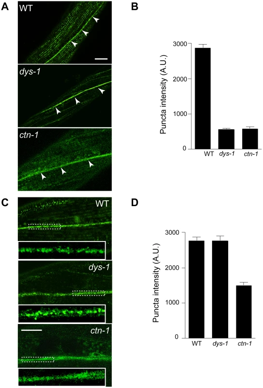 <i>ctn-1</i> mutation impairs normal localization of SLO-1 in muscles and neurons.