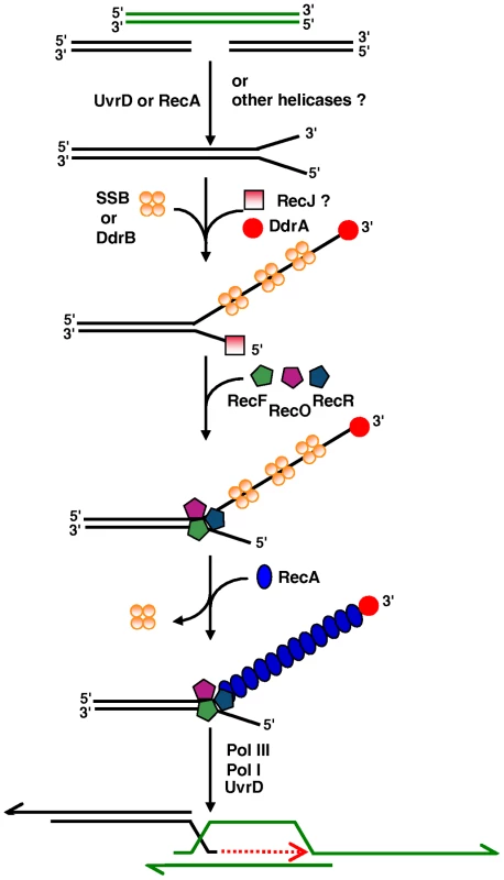 Model of initiation of DNA double-strand-break repair through ESDSA in &lt;i&gt;D. radiodurans&lt;/i&gt;.