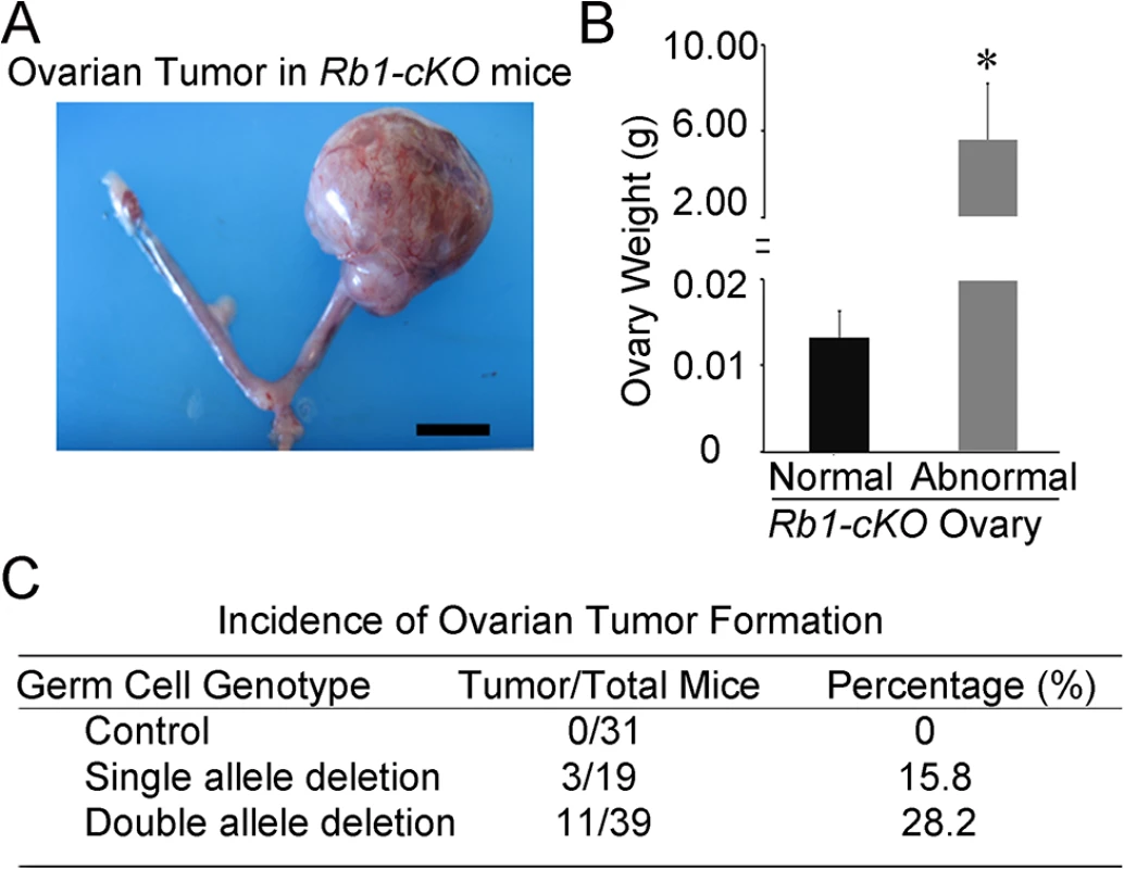 Ovarian tumor formation in mice with conditional <i>Rb1</i> inactivation in oocytes.