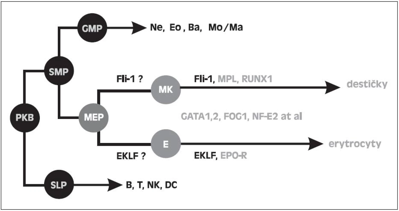 Schéma krvetvorných řad se specielním zaměřením na MEP a účast transkripčních faktorů ve vývoji destiček a erytrocytů. PKB - pluripotentní kmenová buňka. SMP - společný myeloidní progenitor. SLP- společný lymfoidní progenitor. GMP - granulocyto-makrofágový progenitor. MEP - megakaryocyto-erytroidní progenitor. MK - megakaryocyty. E - erytroidní prekurzory.