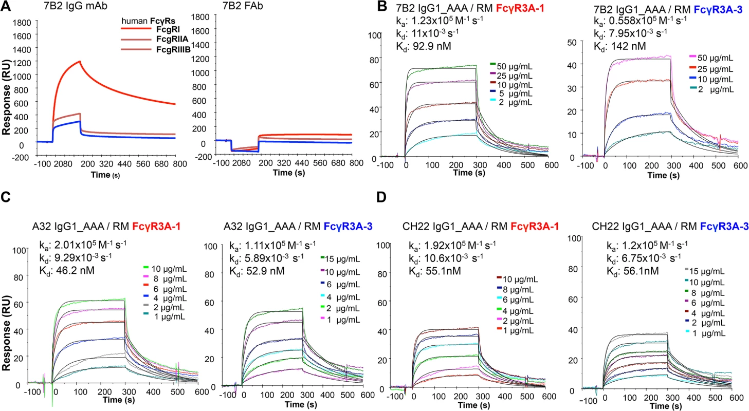 Surface plasmon resonance of mAbs to human and rhesus FcR.