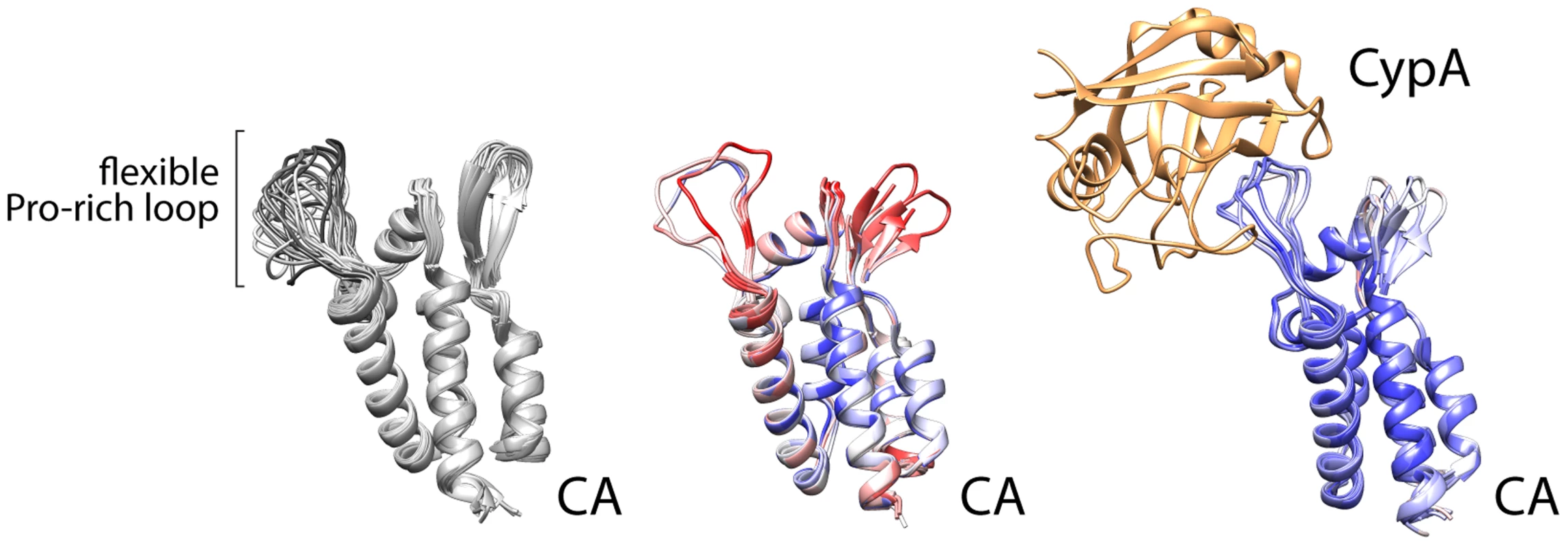 Cyclophilin A binds a flexible loop in the HIV CA, containing glycine 89 and proline 90 and flanked by prolines.