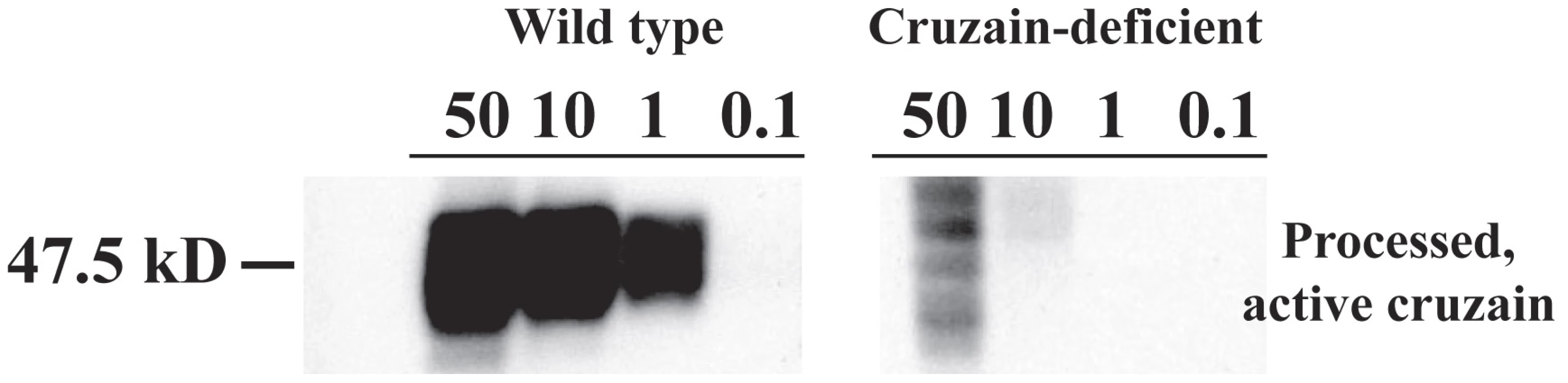 An active site affinity tag identifies processed active proteases of wild type and cruzain deficient <i>T. cruzi.</i>