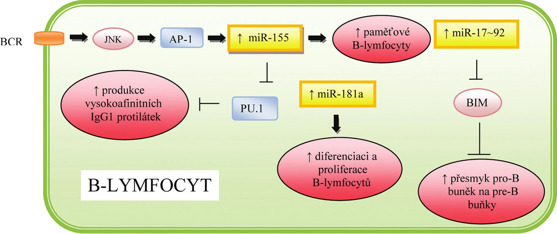 Role miRNA v regulaci hematopoézy a imunitní odpovědi B-lymfocytů