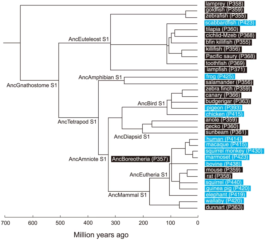 A phylogenetic tree of 33 representative SWS1 pigments.